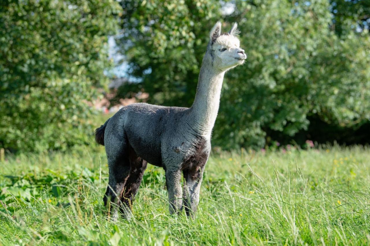 فيلا Alpaca Fold بريستون المظهر الخارجي الصورة