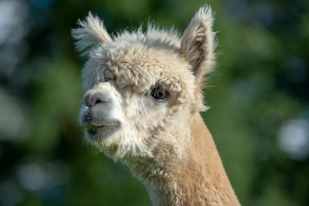 فيلا Alpaca Fold بريستون المظهر الخارجي الصورة