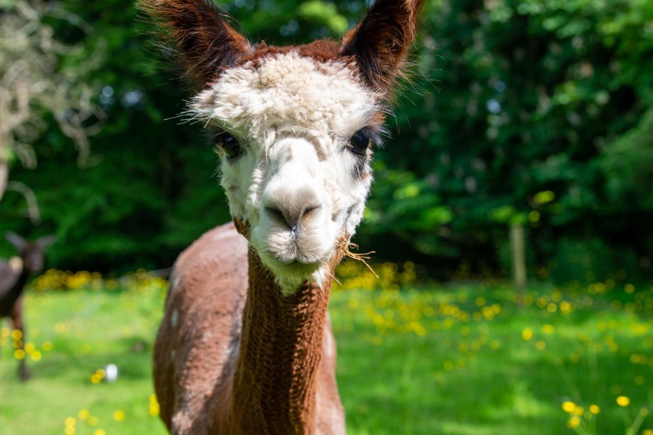 فيلا Alpaca Fold بريستون المظهر الخارجي الصورة