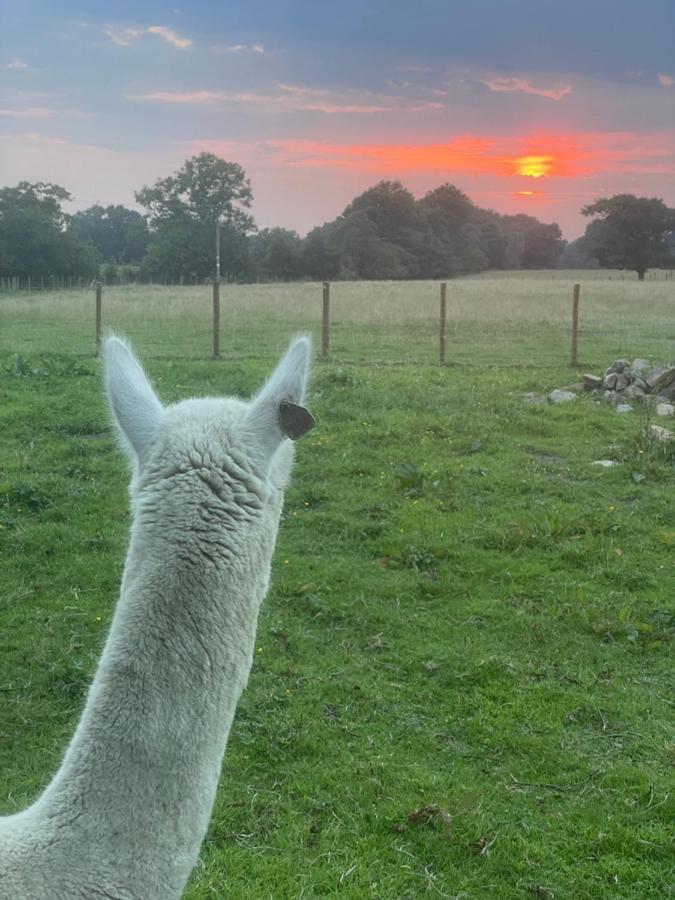 فيلا Alpaca Fold بريستون المظهر الخارجي الصورة
